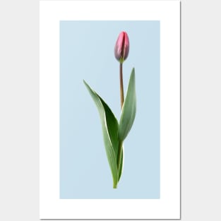 Tulipa  &#39;Pretty Princess&#39; Triumph Group  Tulip Posters and Art